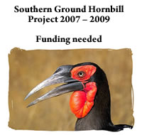 Ground hornbill