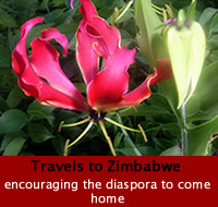 zim diaspora