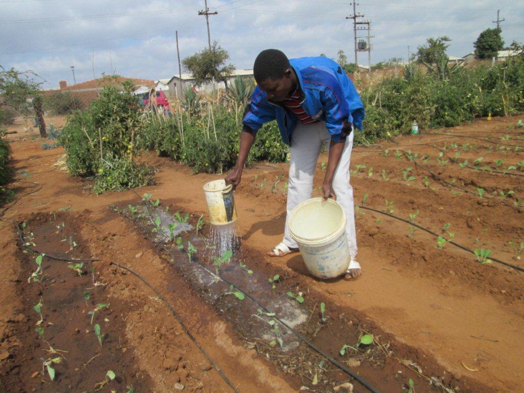 bulawayo garden zddt 