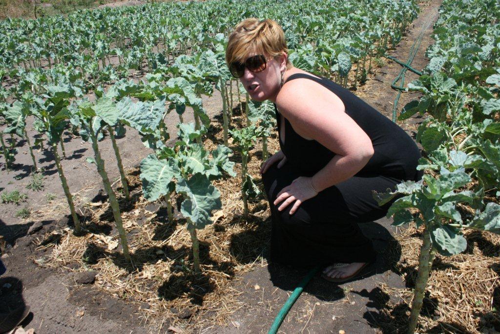 Olivey Bulawayo Community Gardens