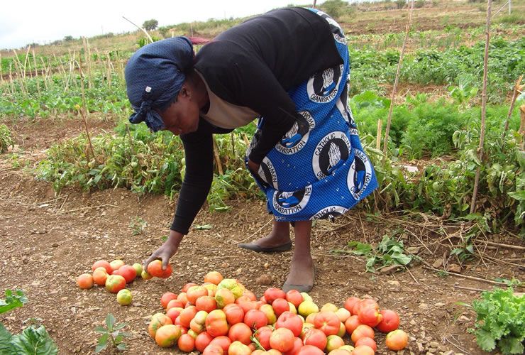 Sizinda farmers