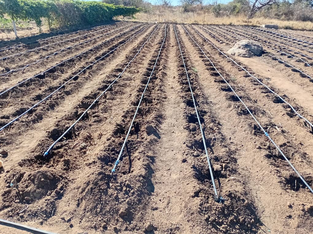 Land being prepared for maize planting at Kirimuva market garden