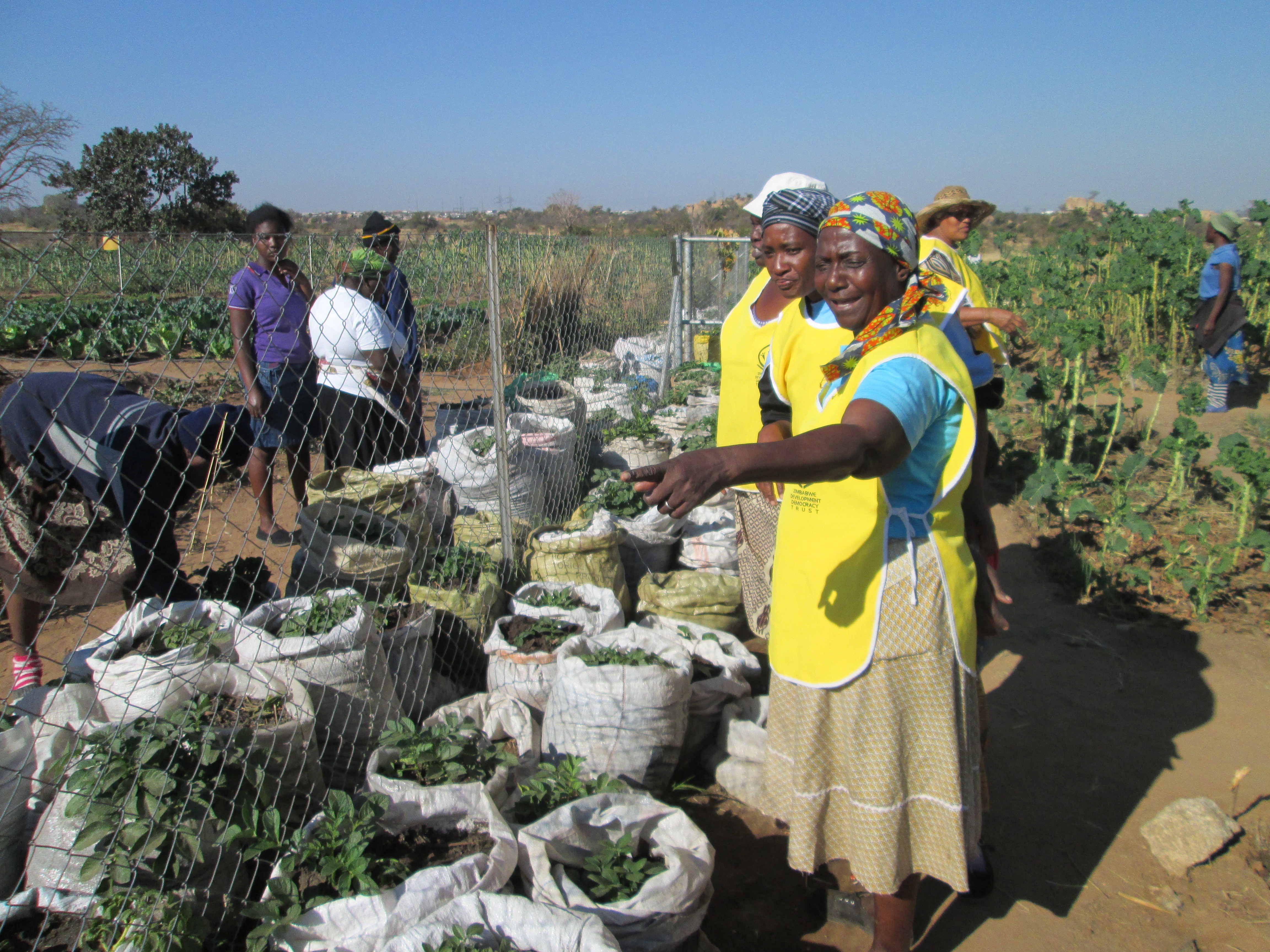 Kirimuva garden