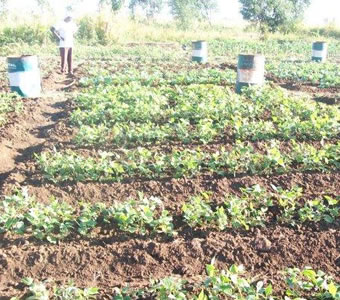 nutritional gardens gweru nutritional gardens gweru