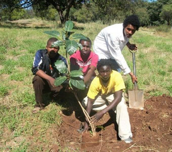 tree planting Tree planting