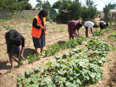 bulawayo nutritional gardens