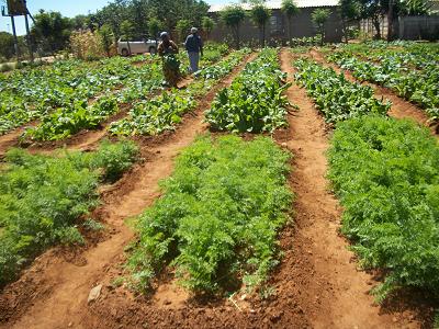 nutritional garden ward 25