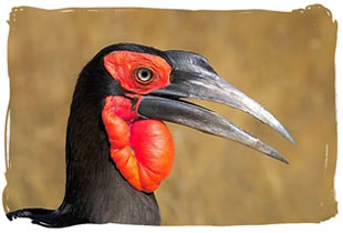 ground hornbill Zimbabwe ground hornbill Zimbabwe