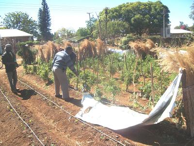 mental home zimbabwe