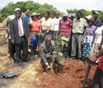 zddt tree planting zddt tree planting