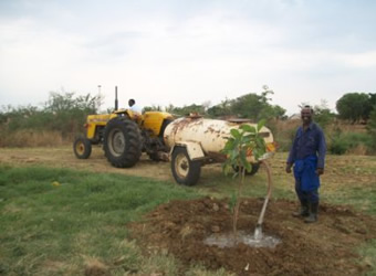 bulawayo urban greening