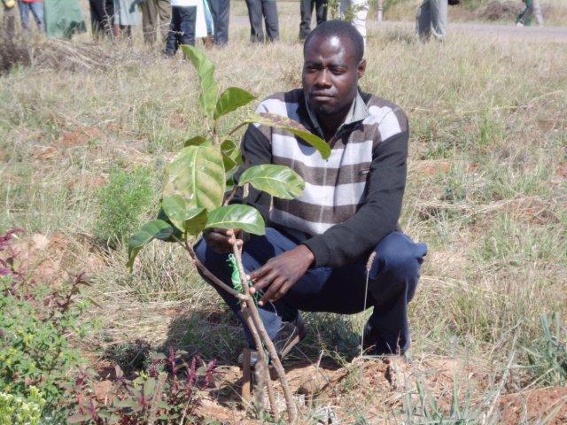 bulawayo planting bulawayo planting